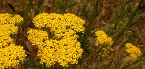 Civan Perçemi Kurusu - Antep Yöresel Ürünler