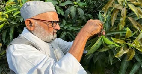 Meet India’s Mango Man, Whose 120-Year-Old Mango Tree Produces Over 300 ...