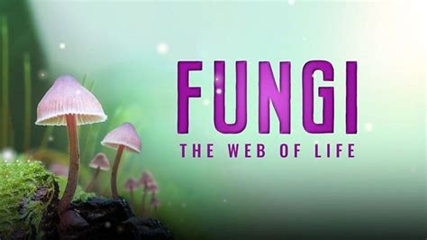 Green Screen: Fungi - The Web of Life + recorded Q&A, Boroma Way 2, RG9 ...