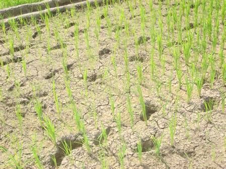 Crop Production :: Rice :: System of Rice Intensification (SRI)