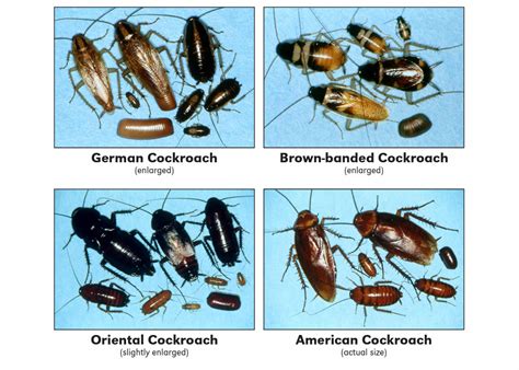 Cockroach Look Alikes