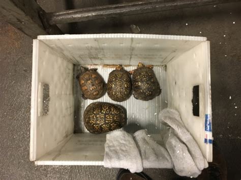 Joining forces to combat turtle trafficking | U.S. Fish & Wildlife Service
