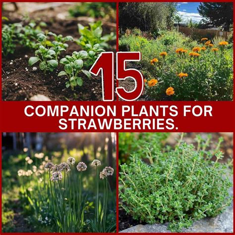 15 Best Companion Plants for Strawberries