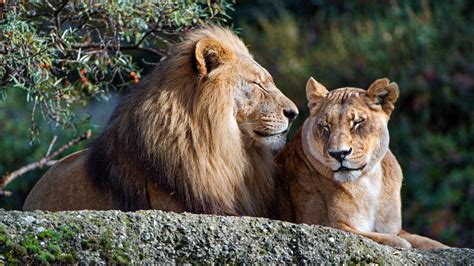 Lion And Lioness Wallpapers - Wallpaper Cave