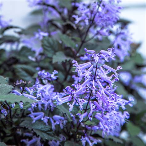 Plectranthus Mona Lavender (Plectranthus Hybrid) 15cm Pot