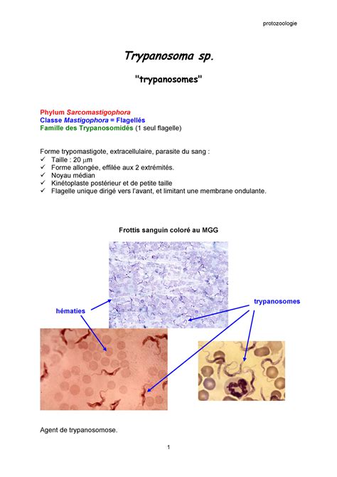 TP9 Protozoo - résumé du tp9 - Trypanosoma sp. "trypanosomes" Phylum Sarcomastigophora - Studocu