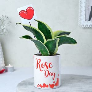 Floweraura Sansevieria Cylindrica Plant Price in India - Buy Floweraura ...