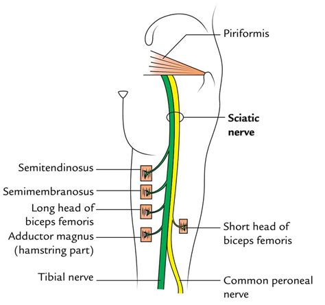 Illustration Of Sciatic Nerve Path