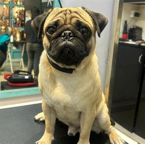 Exceptional Pet Grooming Services for Your Beloved Pets