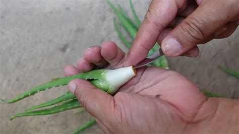 Aloe Vera Leaf Propagation: A Simple Guide to Growing New Plants ...