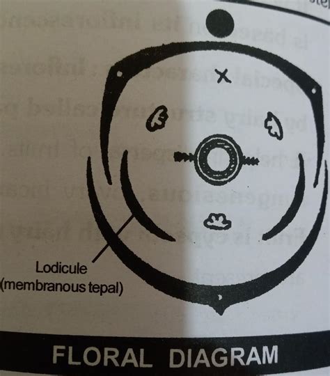 Floral formula and floral diagram for barley plant - Brainly.in