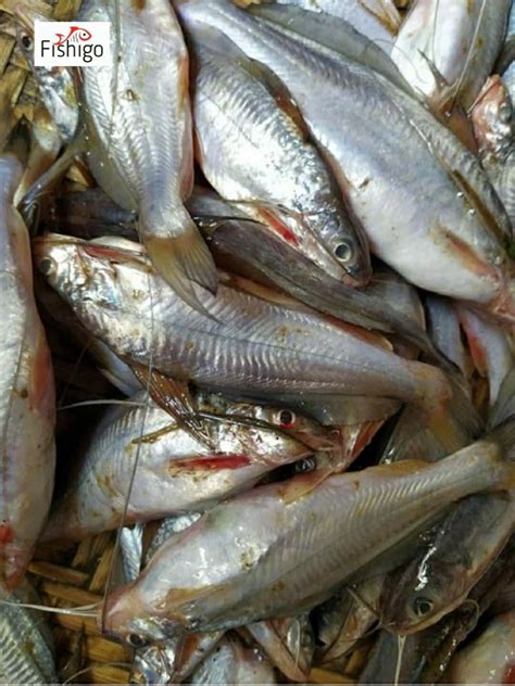 Buy Tangra Maach White ( River ) Price Per Kg On Gross Weight online ...