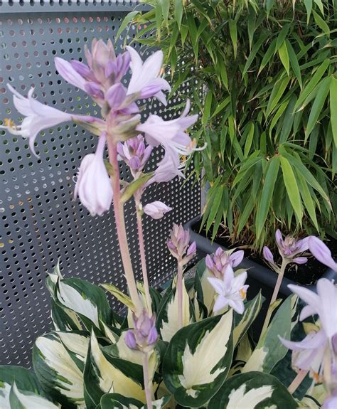 Hosta in full bloom : r/gardening