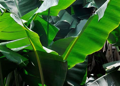 How to Start Banana Tree 的图像结果