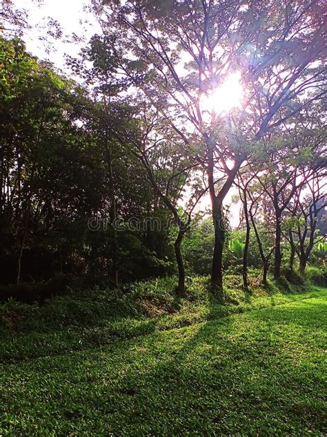 Image result for Sungkai Tree West Java