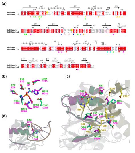 Actin-Resistant DNase1L2 as a Potential Therapeutics for CF Lung Disease