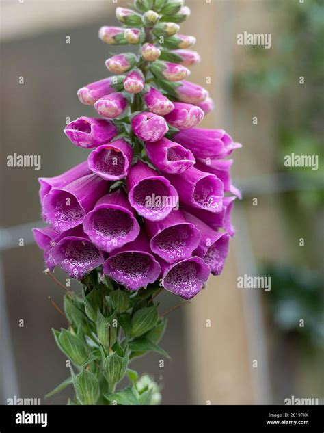 Foxglove Poison