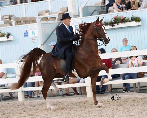 Gallery — Twin State American Saddlebred Association