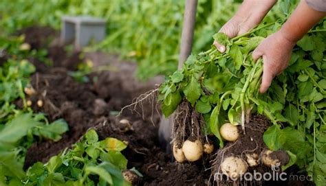 Eating Organically Grown Food 的图像结果