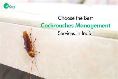 Best Cockroach Pest Control Services in India | HiCare – HiCare (A ...
