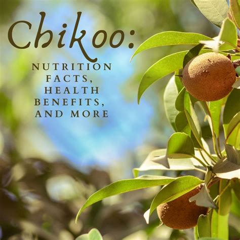 The Health Benefits of Chikoo or Sapodilla Fruit - HubPages