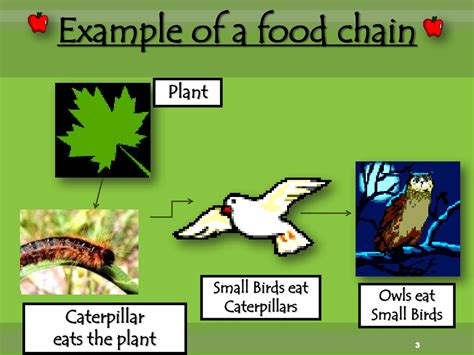 PPT - FOOD CHAINS PowerPoint Presentation, free download - ID:55234