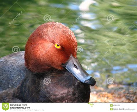 Red Headed Duck stock image. Image of duck, illinois - 83911679