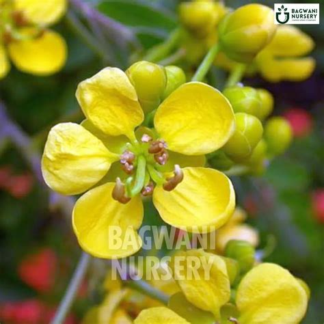 Buy Cassia Siamea Timber Tree Online | Senna Siamea | Bagwani Nursery