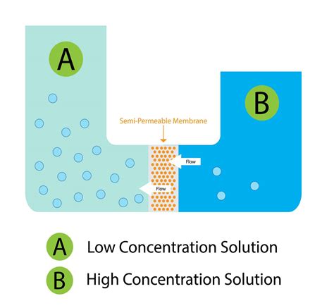 Selectively Permeable Membrane Definition Example at Dora Hubbard blog