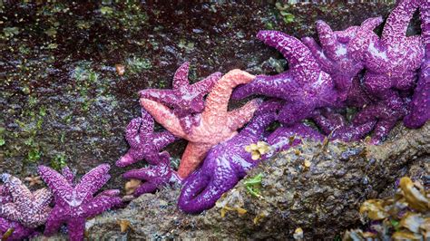 Ecologists Struggle to Get a Grip on ‘Keystone Species’ | Quanta Magazine