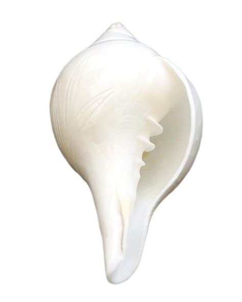 Buy Loud Blowing Shankh hindu pooja shankh|Loud Blowing Vamavarti Right ...