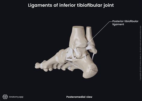 Posterior Tibiofibular Ligament
