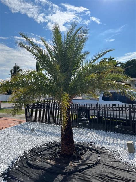 Image result for Date Palm Tree Trunk Rot