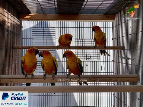 Image result for Red Factor Conure