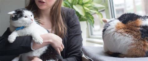 Image result for Cat Behaviour