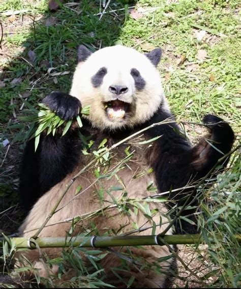 280份简历录取率0，成为大熊猫饲养员有多难？