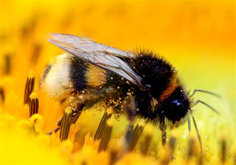 Bumblebee Sting Do Bumble Bees Sting And Can They Sting More Than