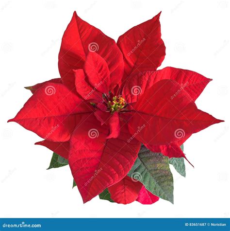 The Poinsettia Red Flowers Euphorbia Pulcherrima Stock Image - Image of ...