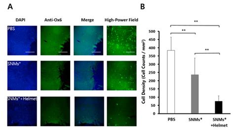 Targeted Delivery of Iron Oxide Nanoparticle-Loaded Human Embryonic ...