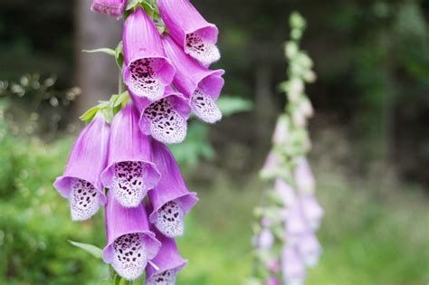 Digitalis | Heart Failure, Hypertension & Arrhythmia | Britannica