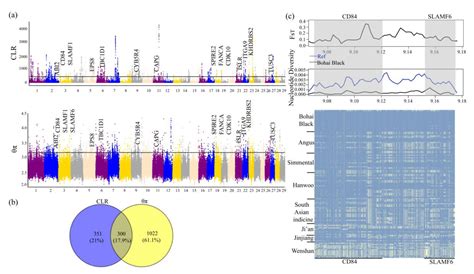 Assessing Genomic Diversity and Selective Pressures in Bohai Black ...