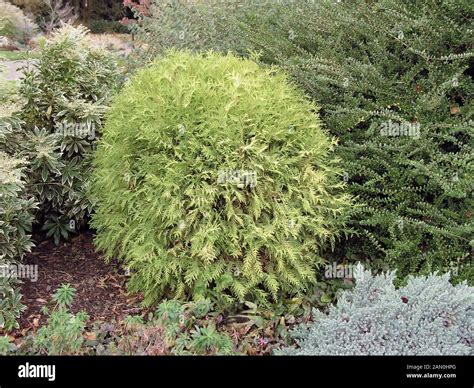 Thuja Occidentalis Golden Globe High Resolution Stock Photography and ...