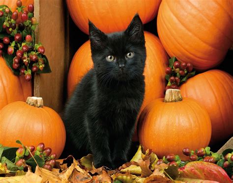 halloween pictures of cats