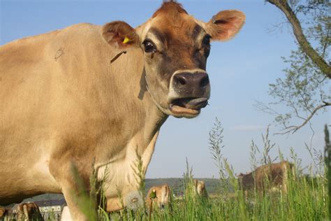 What is A2A2 milk? - Farmstead Acres LLC