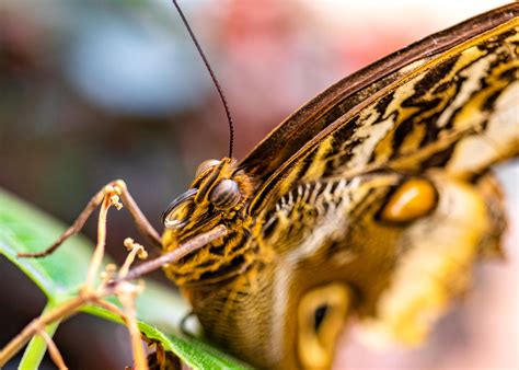 Butterfly Atrium at Hershey Gardens | Jerry Bellew - Wildlife & Nature ...