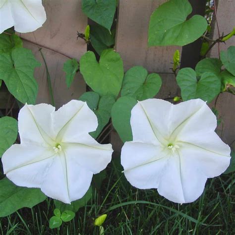 What Do Moon Flowers Look Like Before They Bloom at Brayden Hervey blog