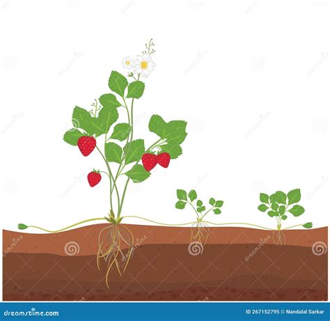 Asexual Plants