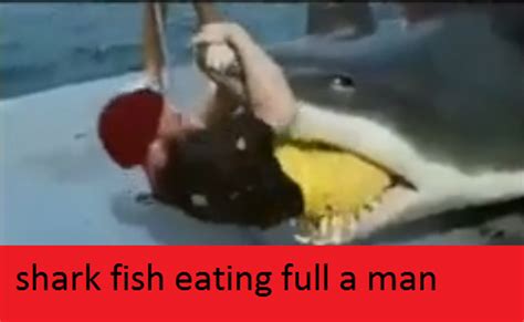 Pictures Of Sharks Eating Fish