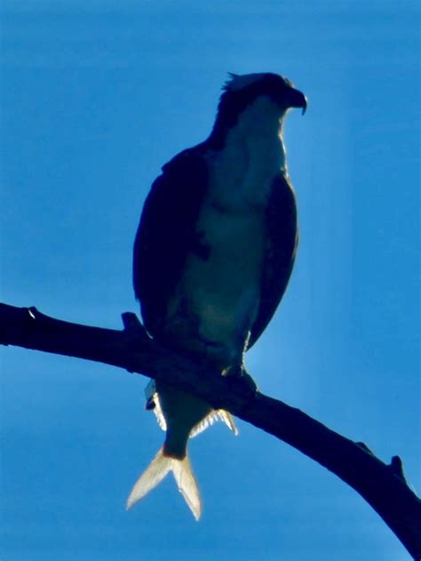 Image result for Bird Fail