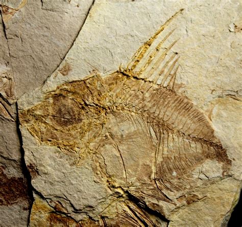Carbon Film Fossil Fish